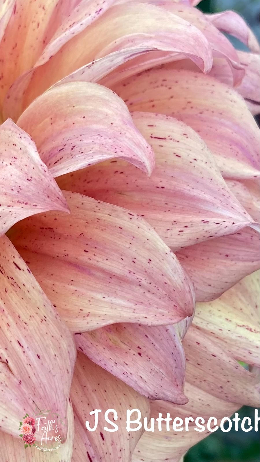 JS Butterscotch - Image 2