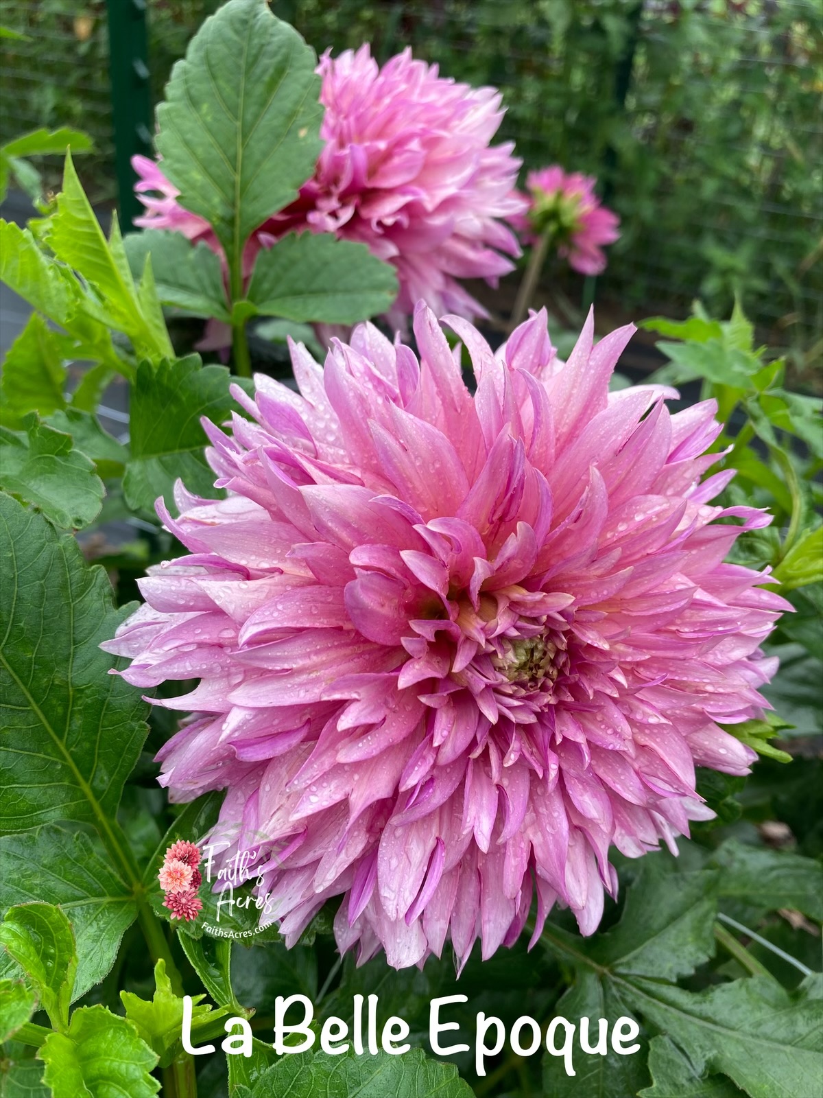 La Belle Epoque - Image 3