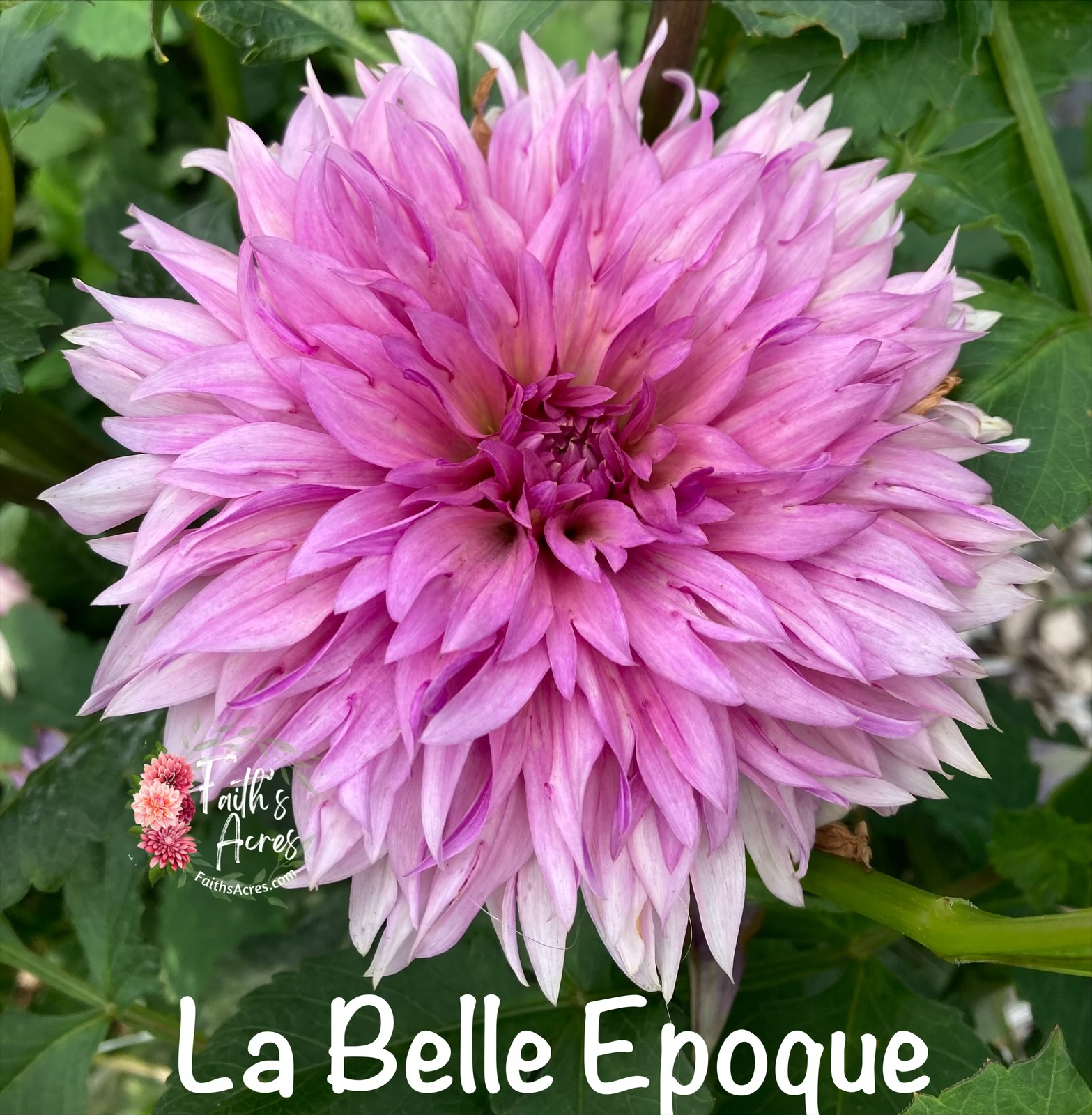 La Belle Epoque - Image 2