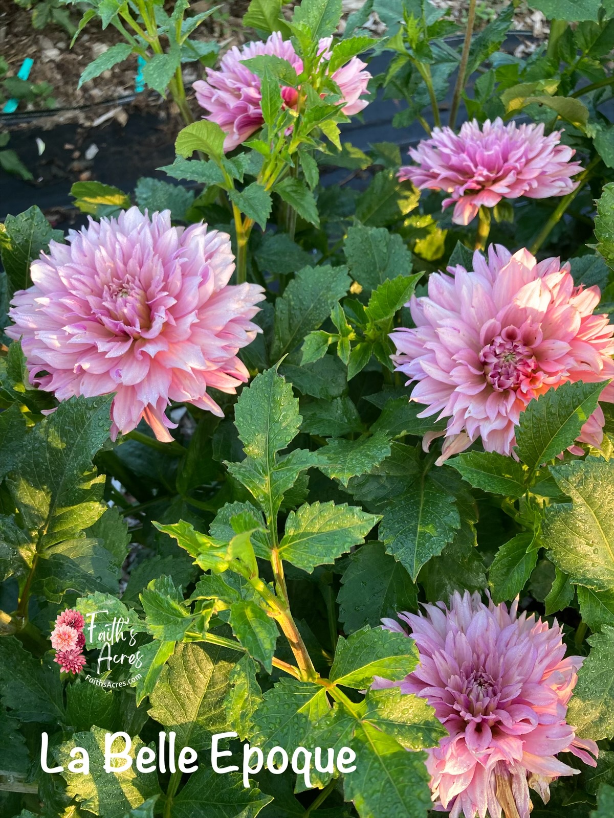 La Belle Epoque - Image 4