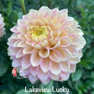 Lakeview Lucky-Ugly tubers