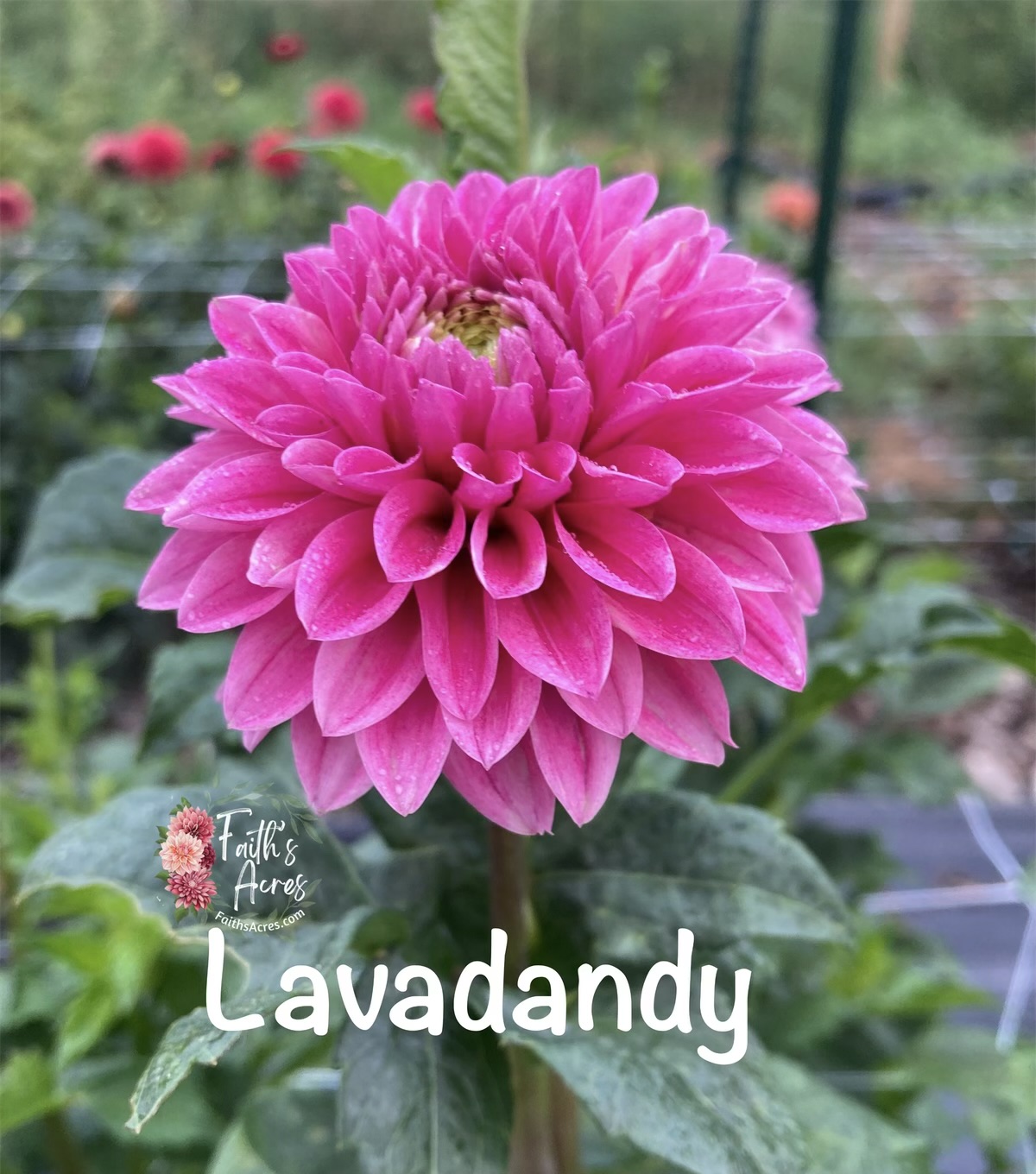 Lavadandy - Image 3