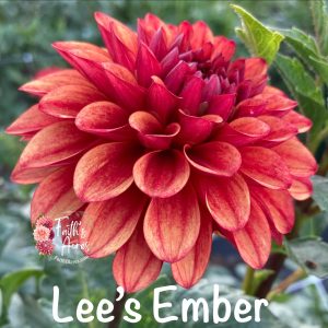 Lee's Ember