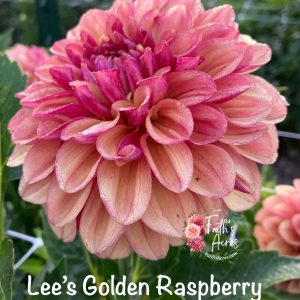 Lee's Golden Raspberry