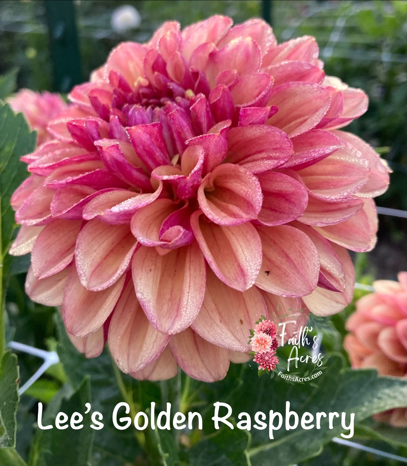 Lee's Golden Raspberry