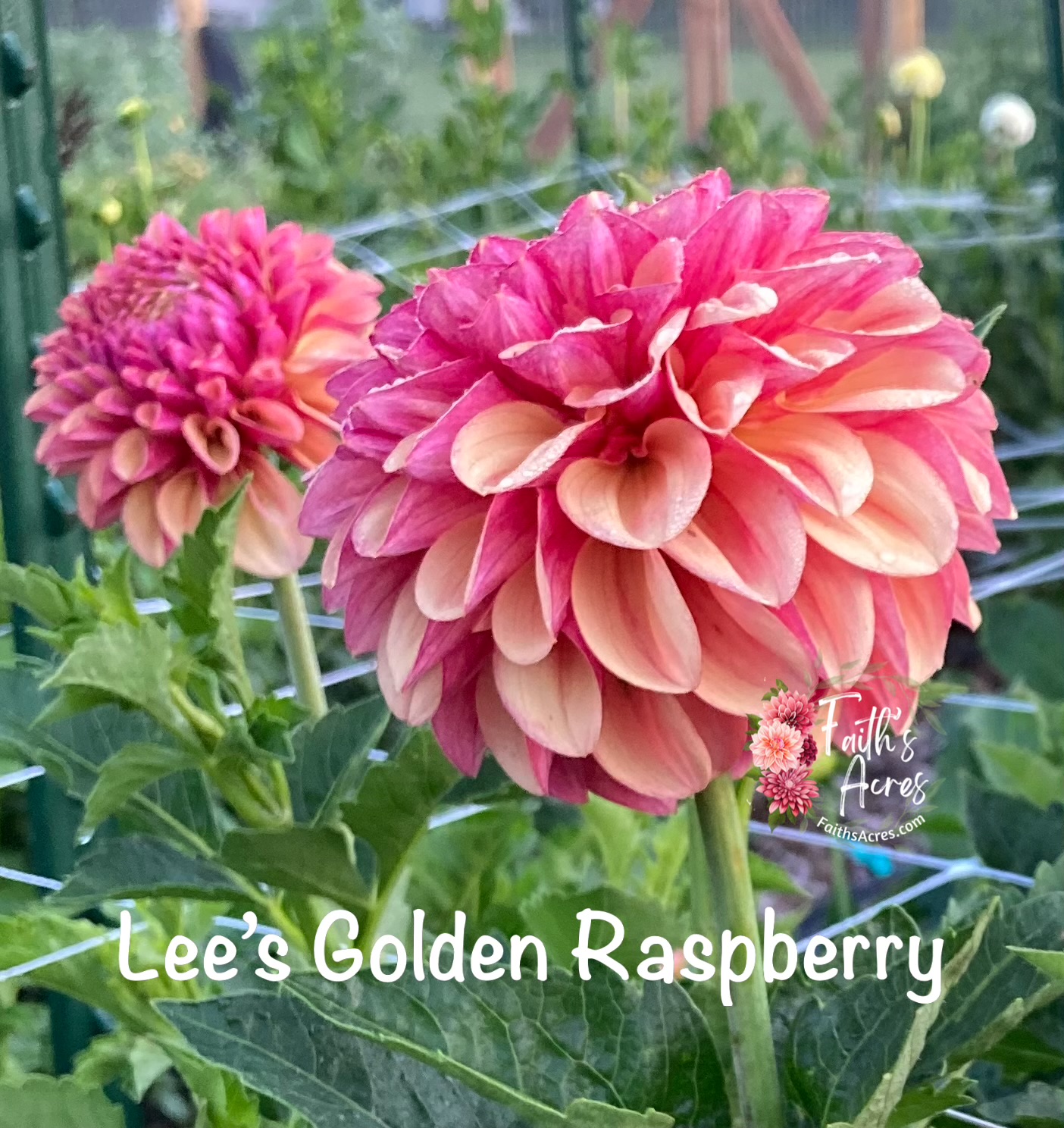 Lee's Golden Raspberry - Image 2