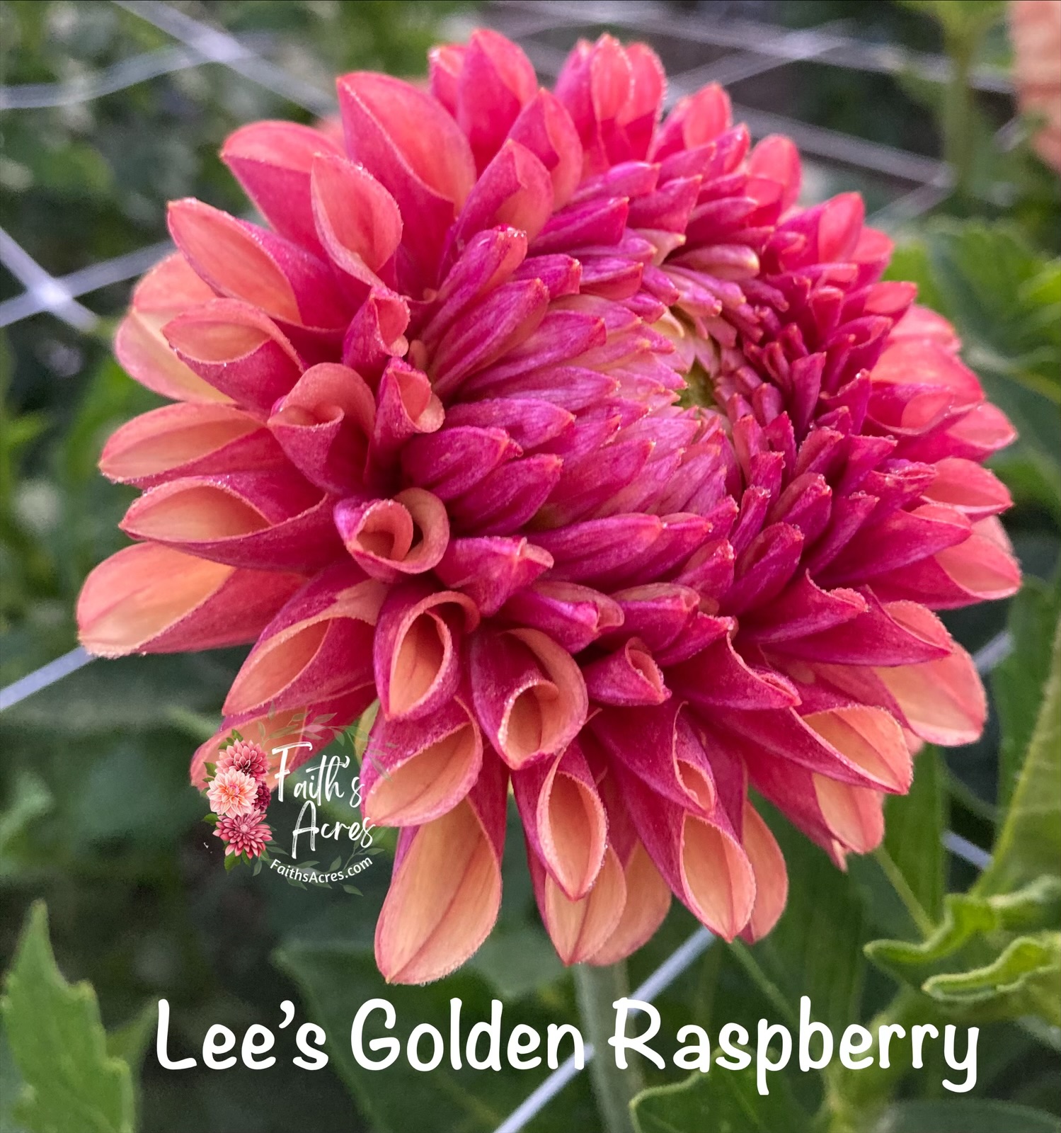 Lee's Golden Raspberry - Image 3