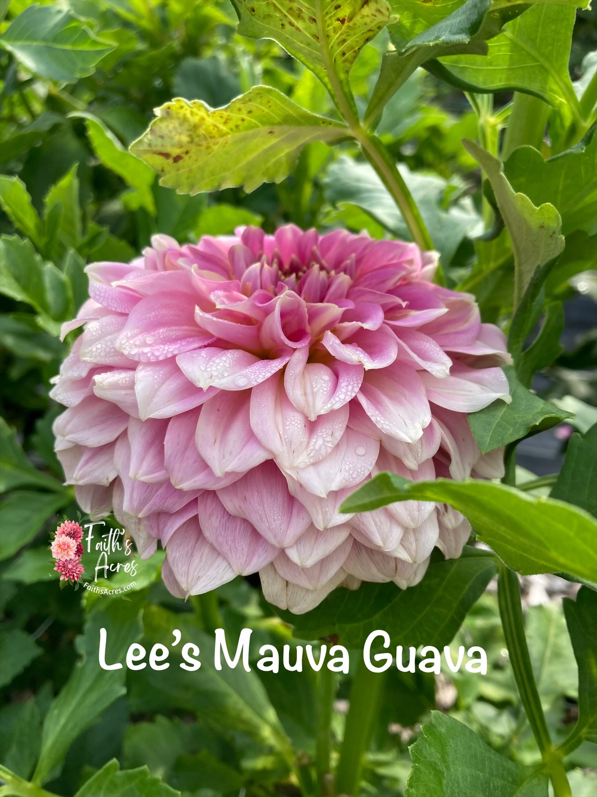 Lee's Mauva Guava - Image 2
