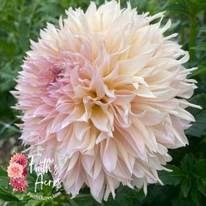 Lee's Pink Grapefruit