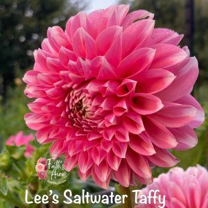 Lee's Saltwater Taffy