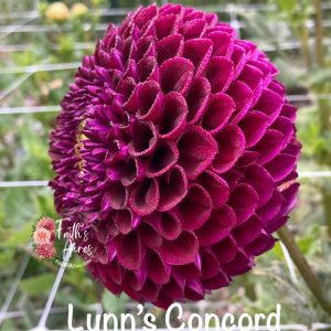 Lyn’s Concord
