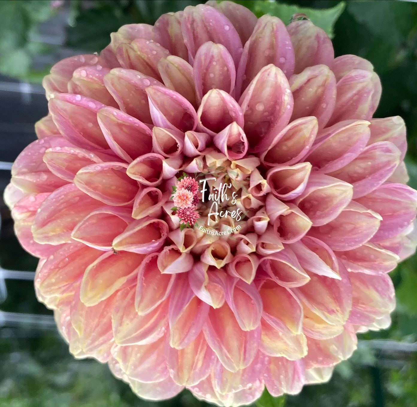 Milena Fleur - Image 2