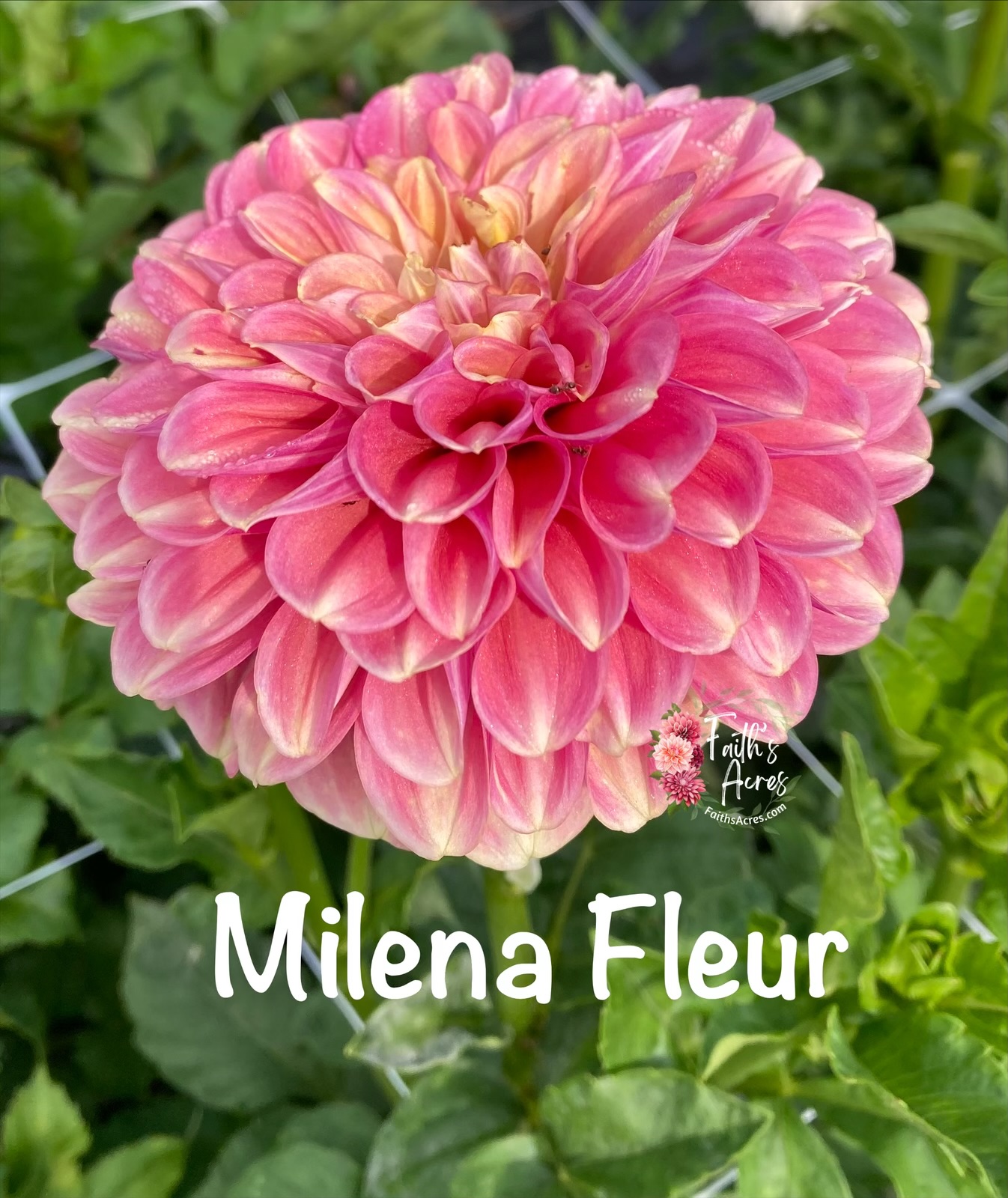 Milena Fleur - Image 3