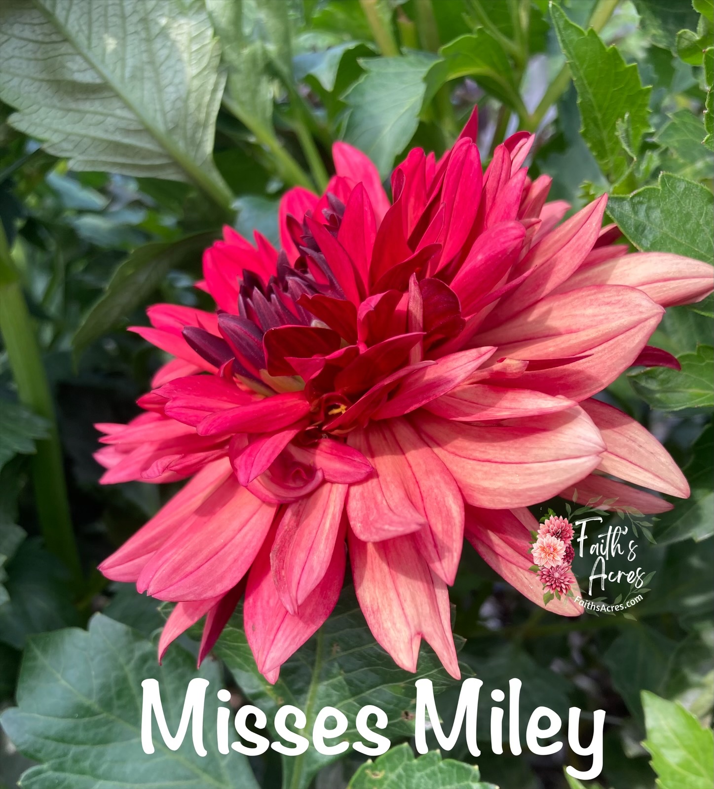 Misses Miley - Image 3