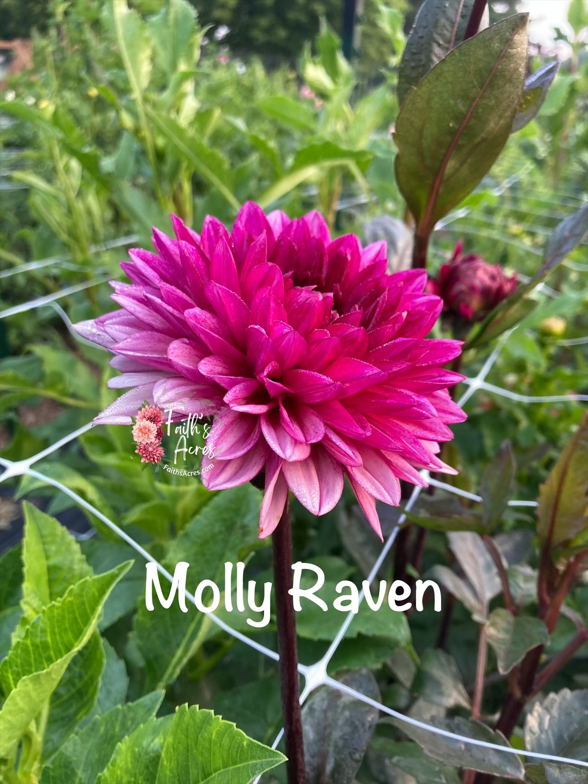 Molly Raven - Image 2