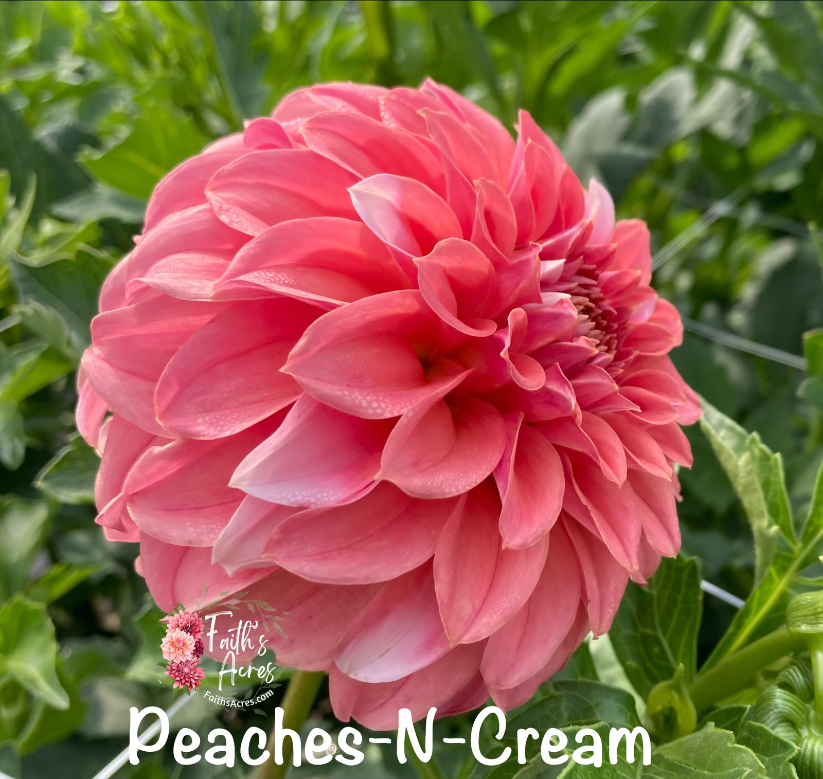 Peaches n' Cream - Image 2