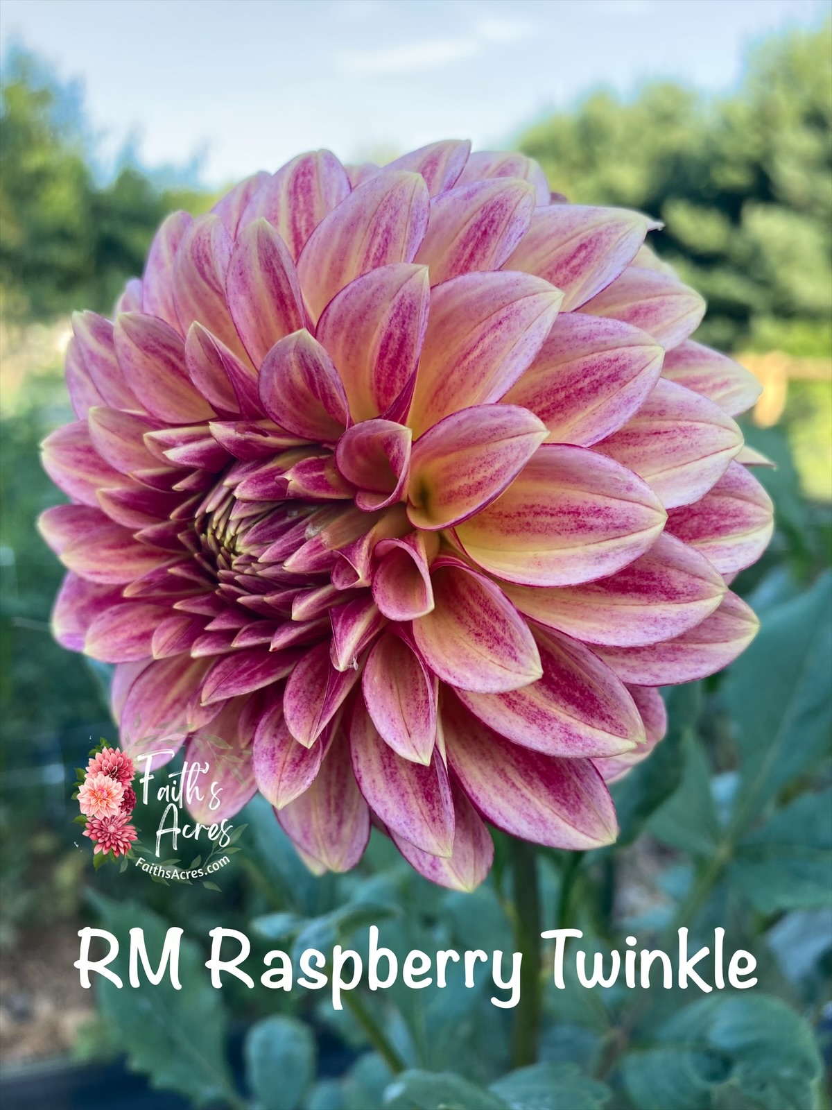 RM Raspberry Twinkle - Image 2