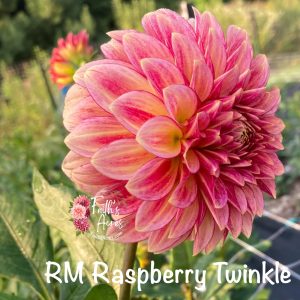 RM Raspberry Twinkle