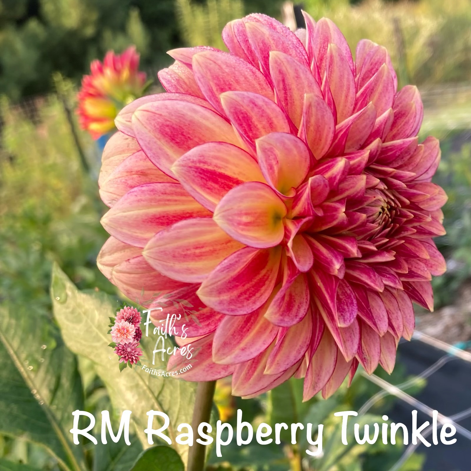 RM Raspberry Twinkle