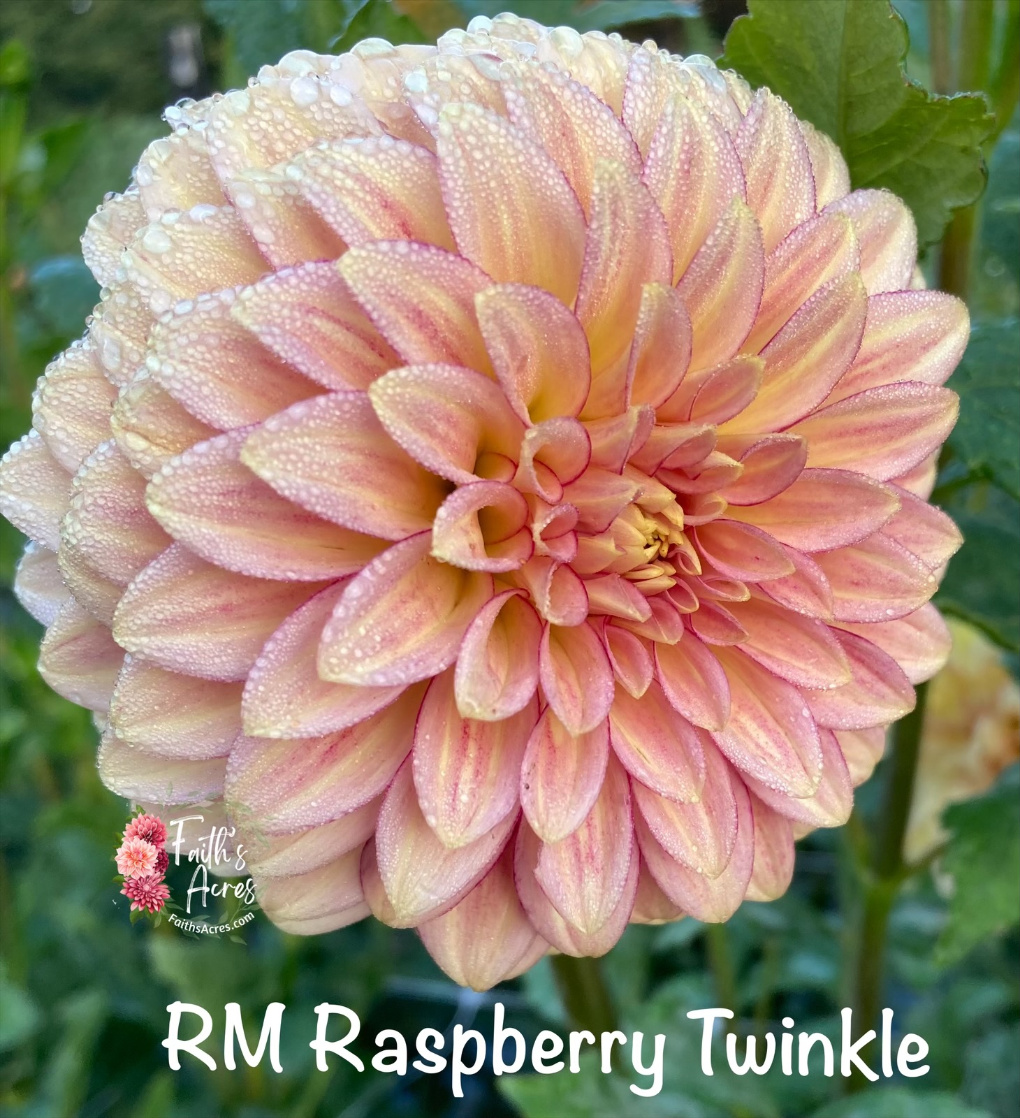 RM Raspberry Twinkle - Image 3