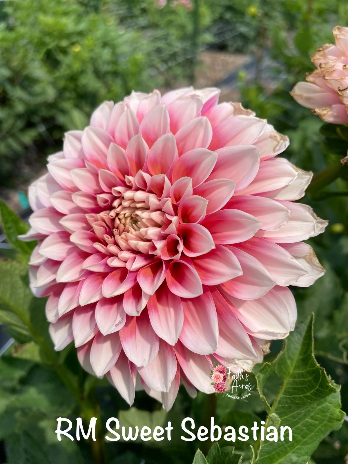 RM Sweet Sebastian - Image 3