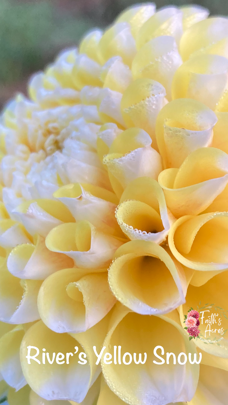 River's Yellow Sno - Image 2