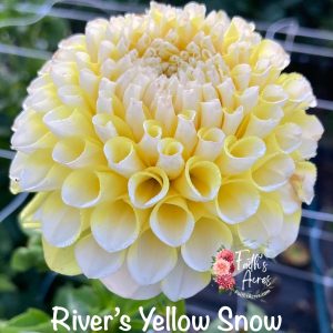 River's Yellow Sno