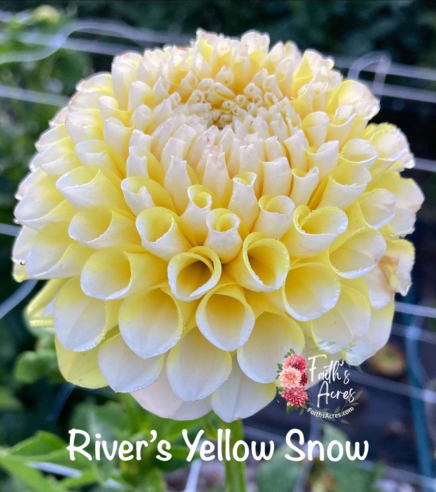 River's Yellow Sno