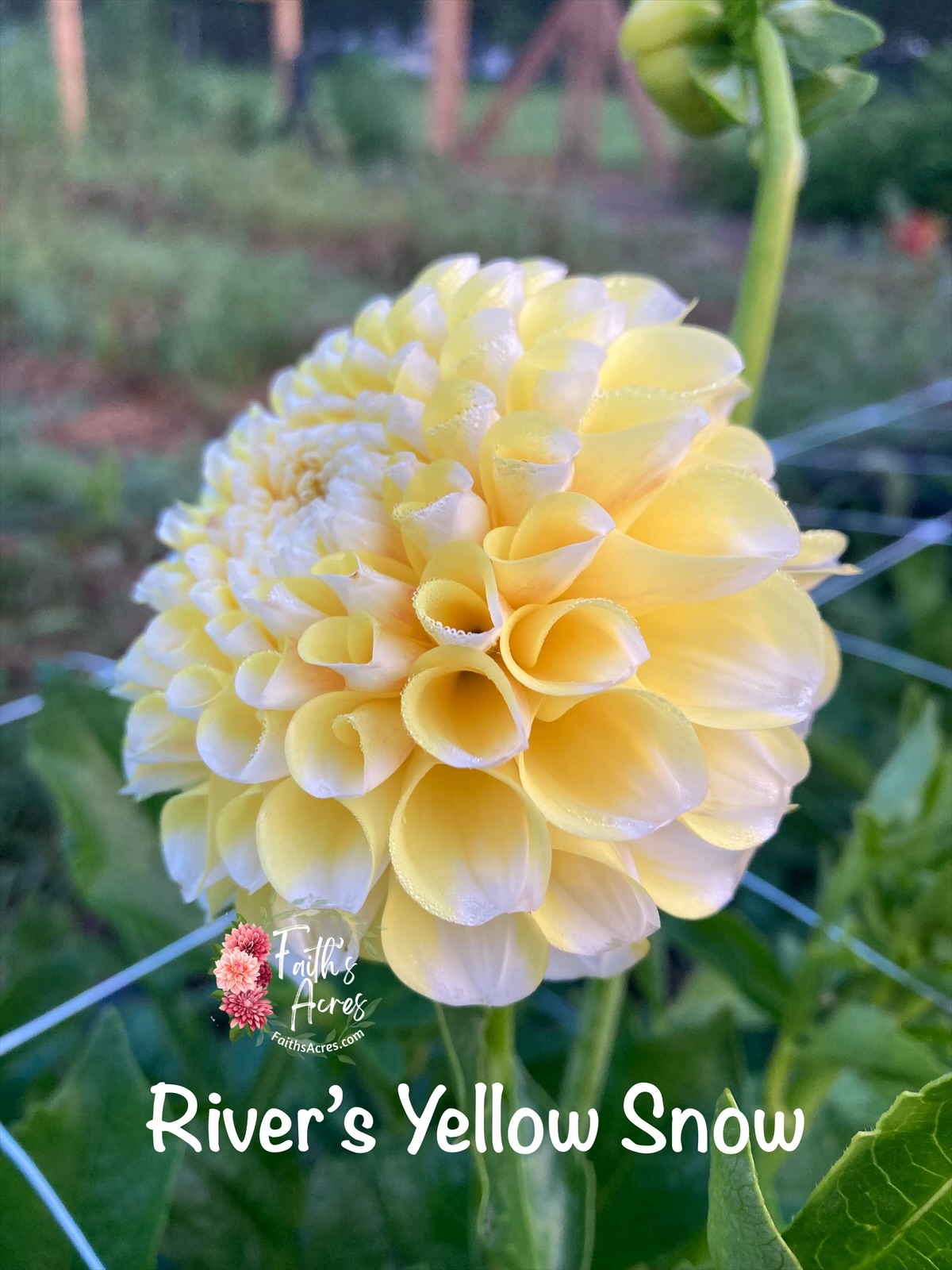 River's Yellow Sno - Image 3