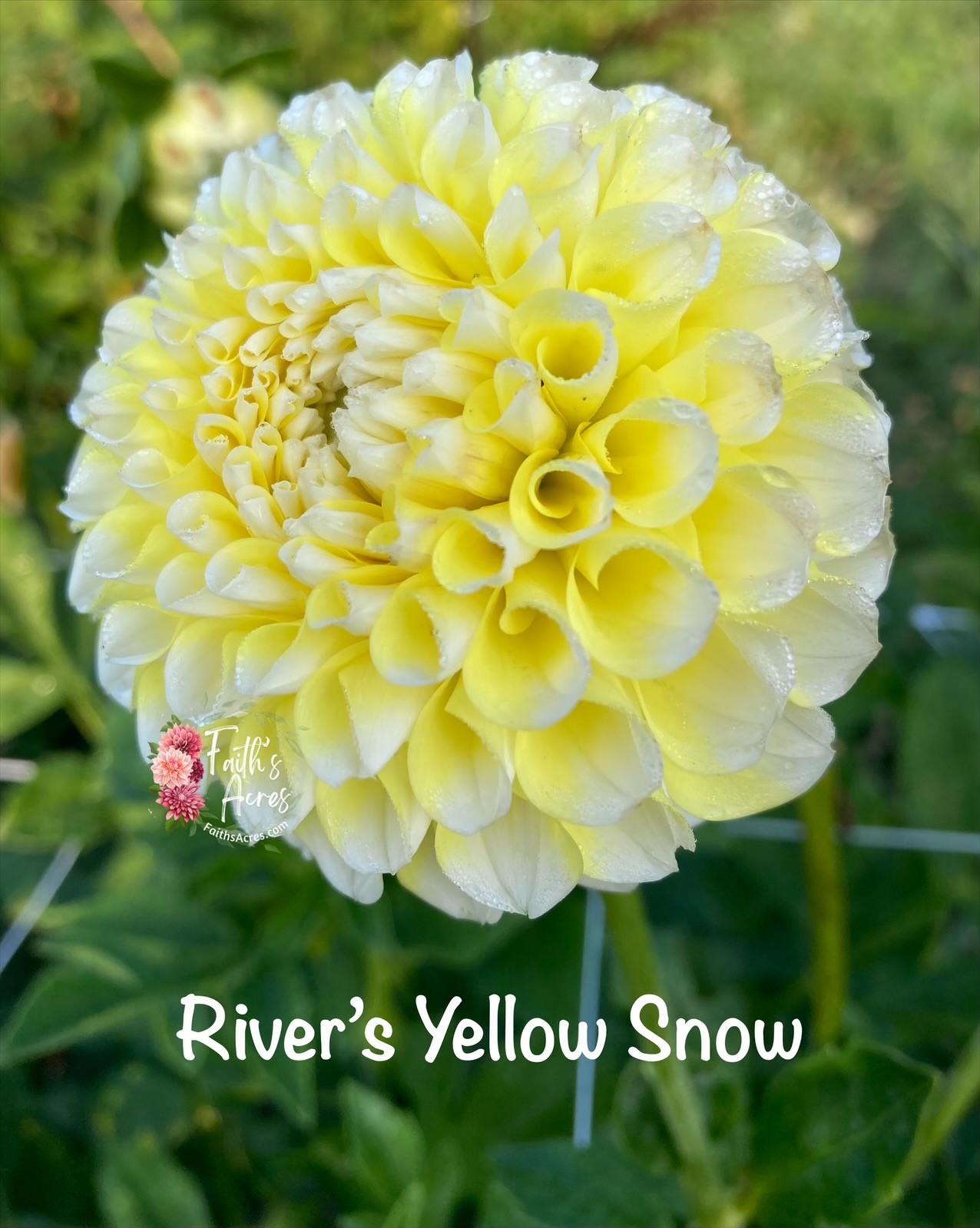 River's Yellow Sno - Image 4
