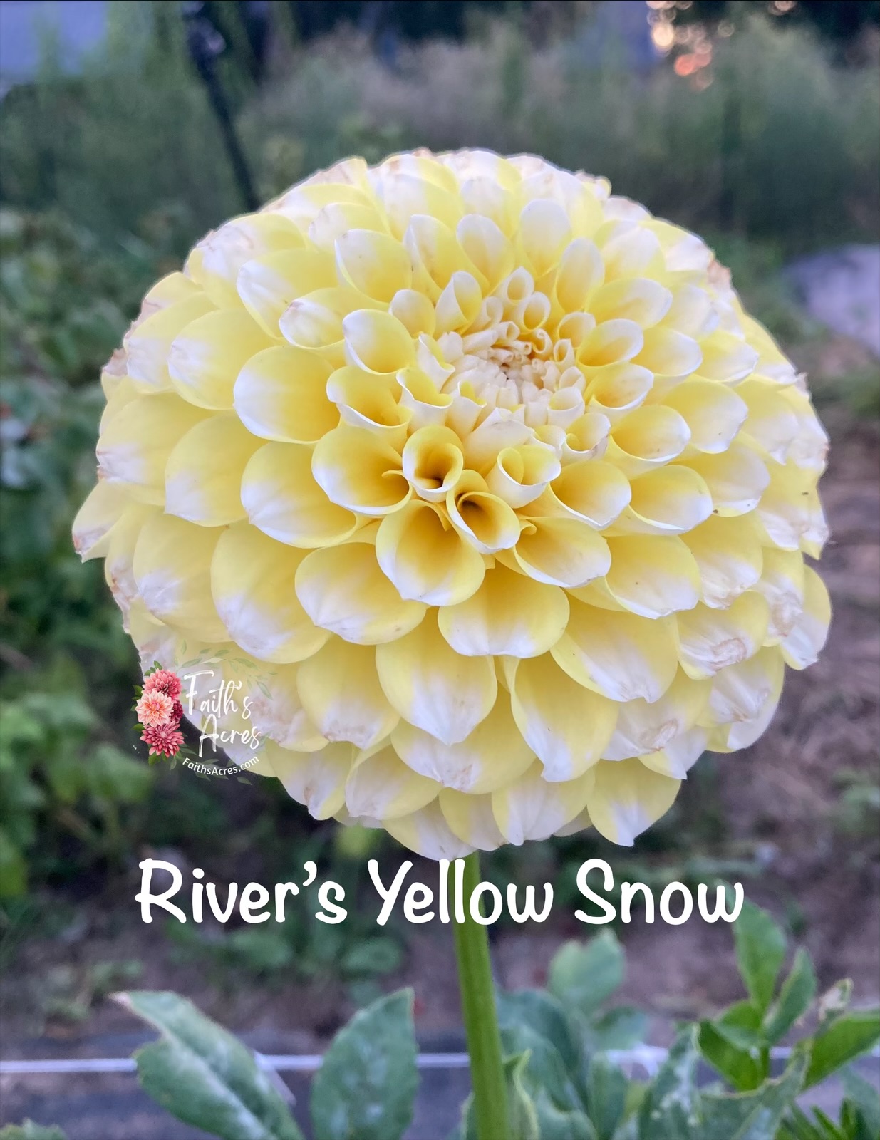 River's Yellow Sno - Image 5