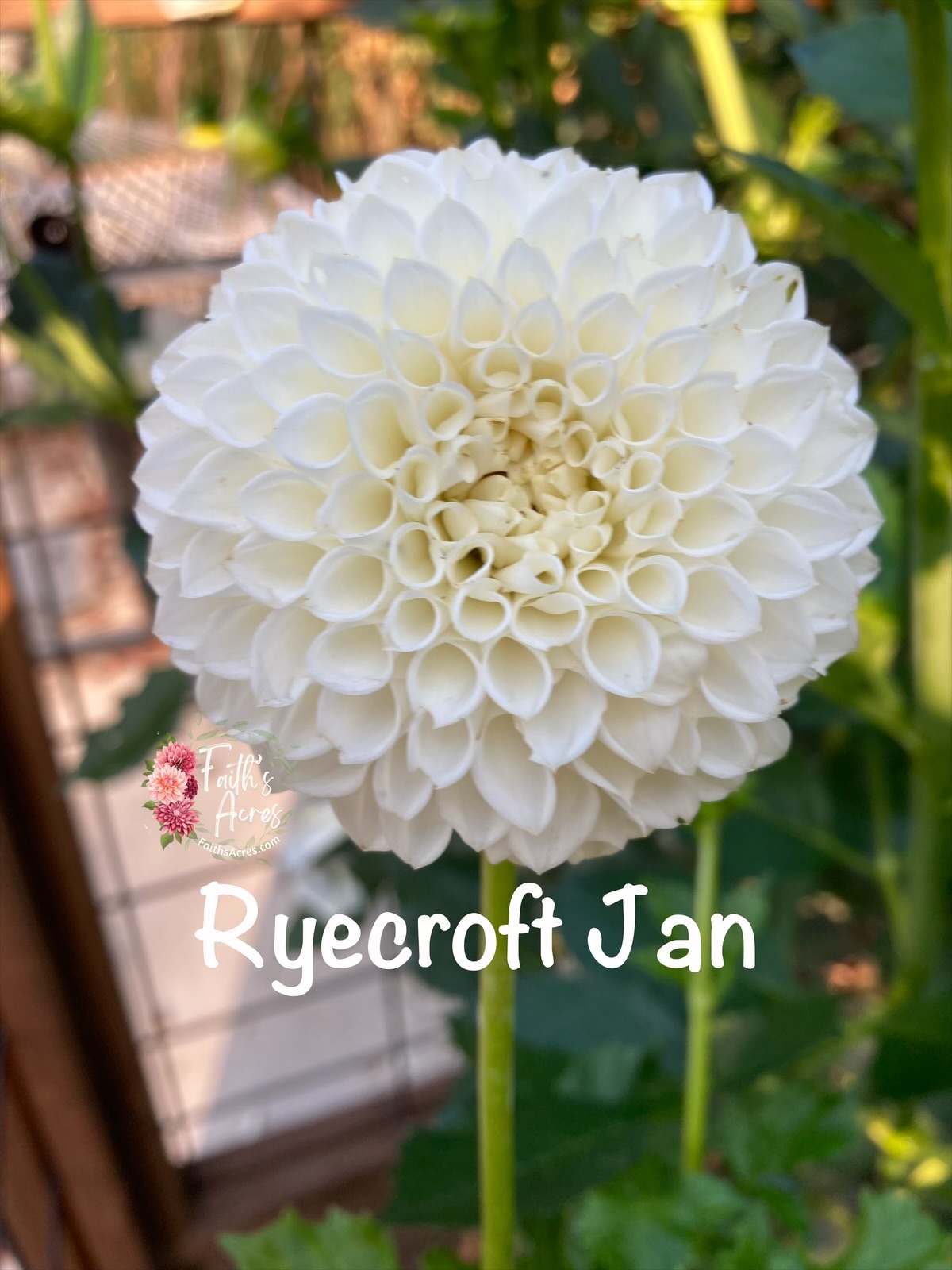 Ryecroft Jan - Image 3