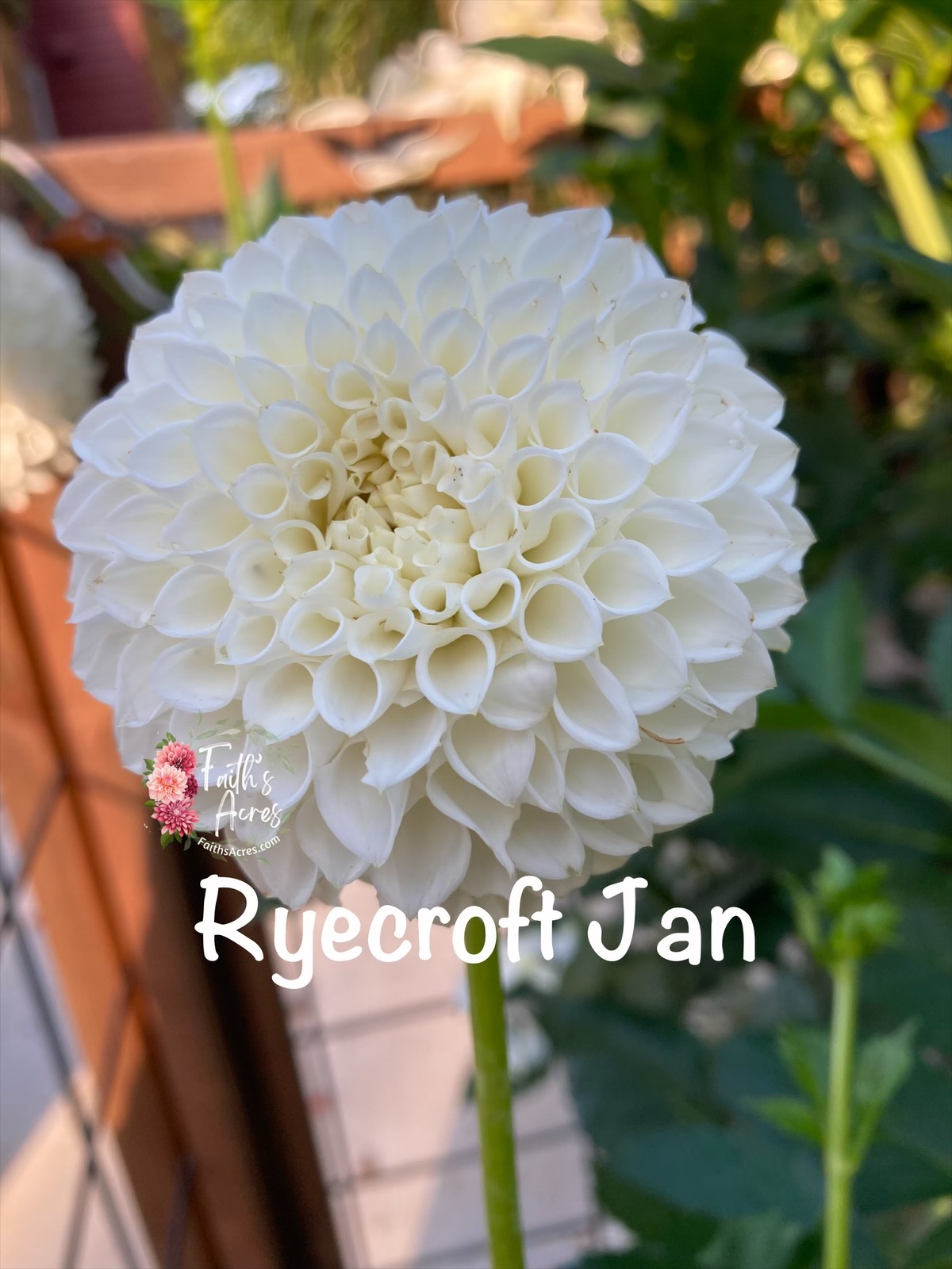Ryecroft Jan - Image 2