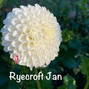 Ryecroft Jan