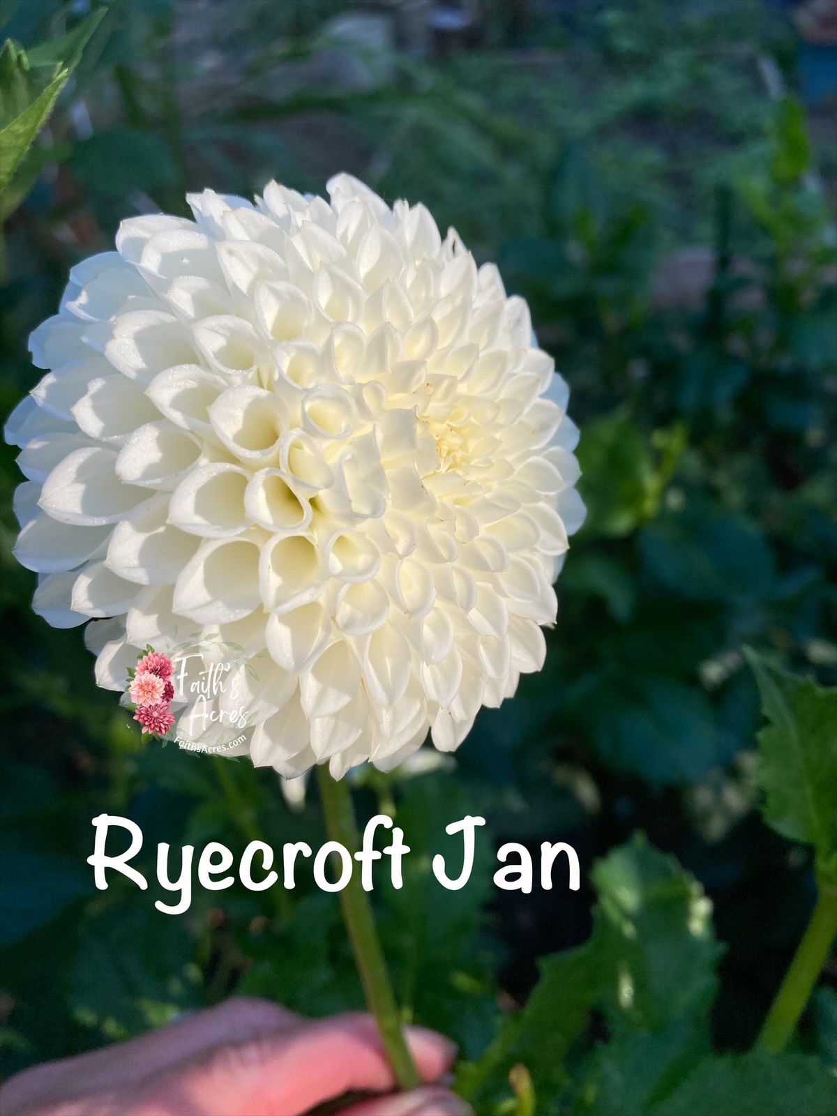 Ryecroft Jan