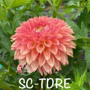 SC-TDRE