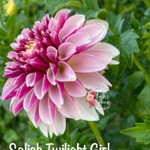 Salish Twilight Girl