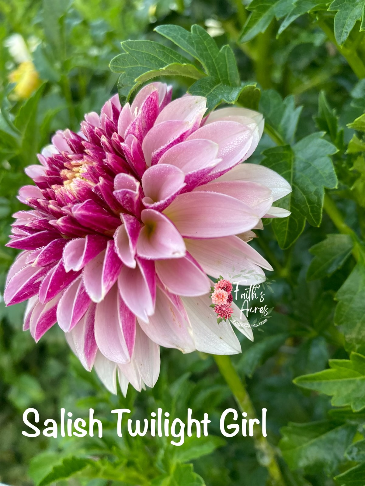 Salish Twilight Girl