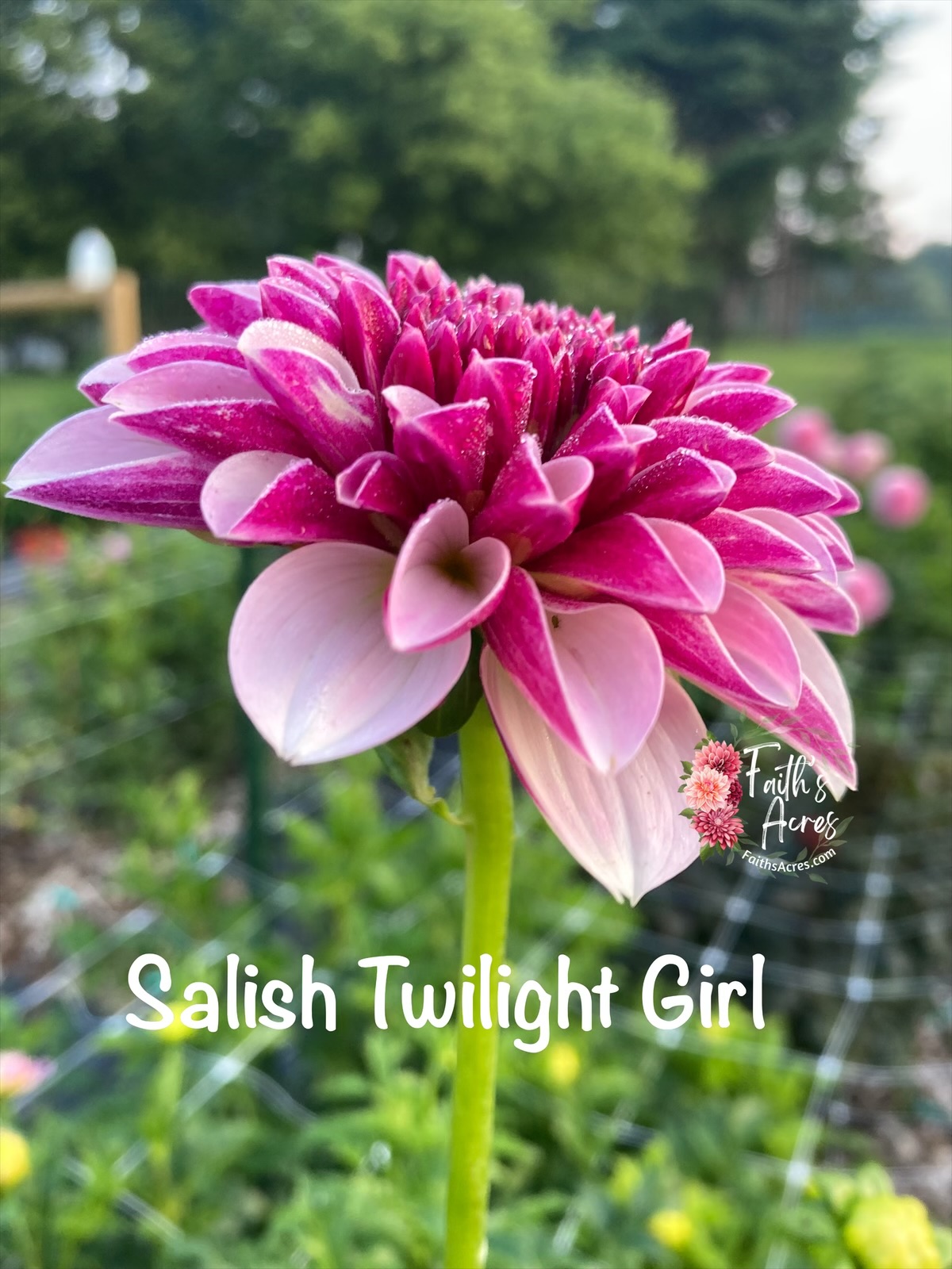 Salish Twilight Girl - Image 2