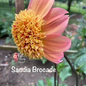 Sandia Brocade