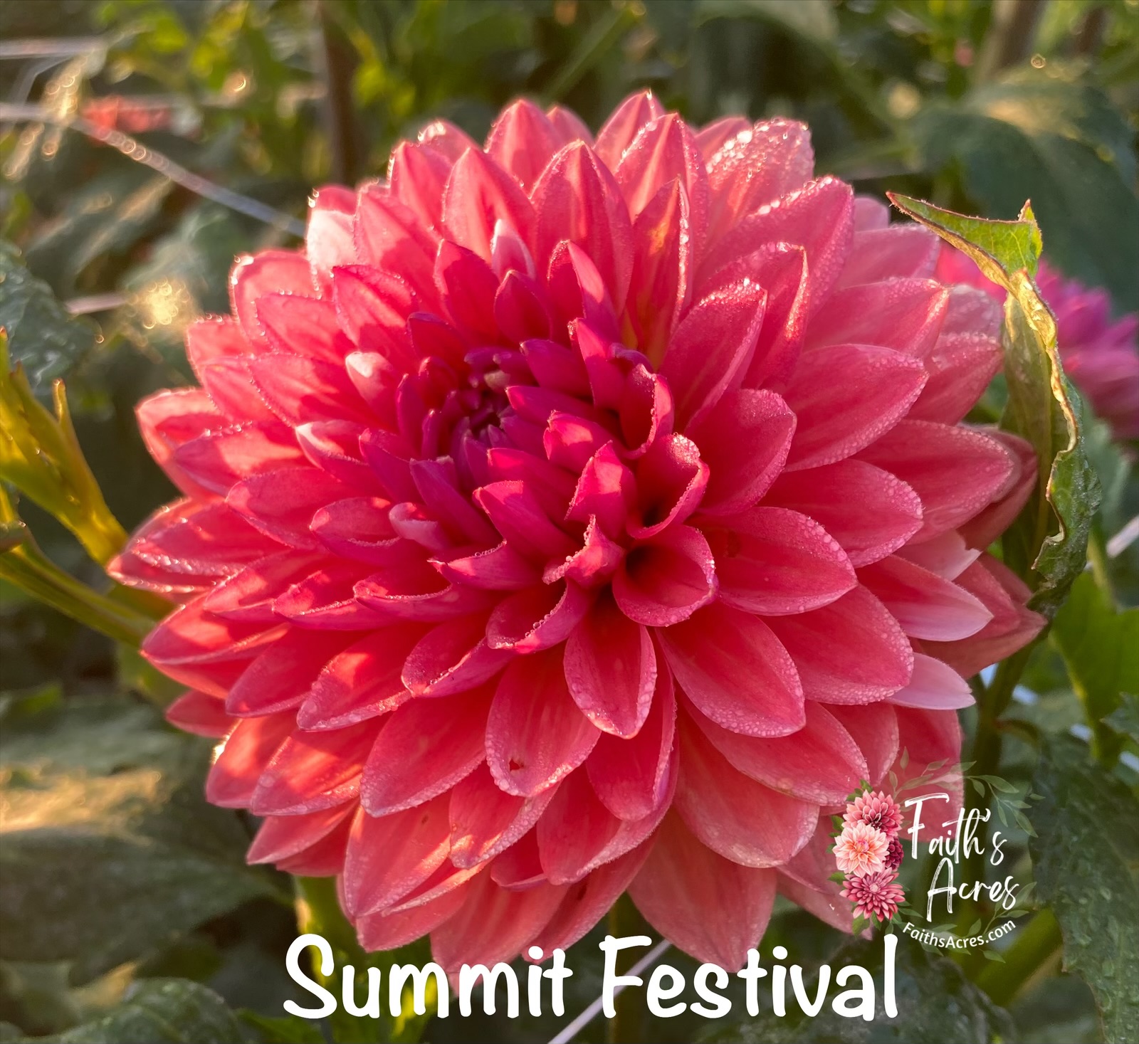 Summit Festival - Image 2