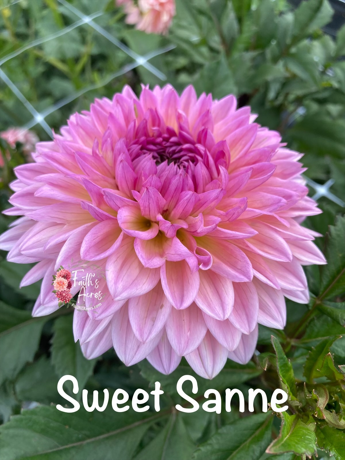 Sweet Sanne - Image 2