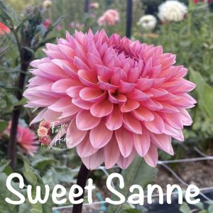 Sweet Sanne