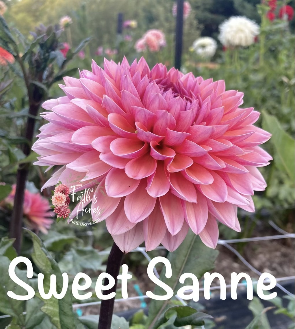 Sweet Sanne