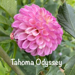 Tahoma Odyssey
