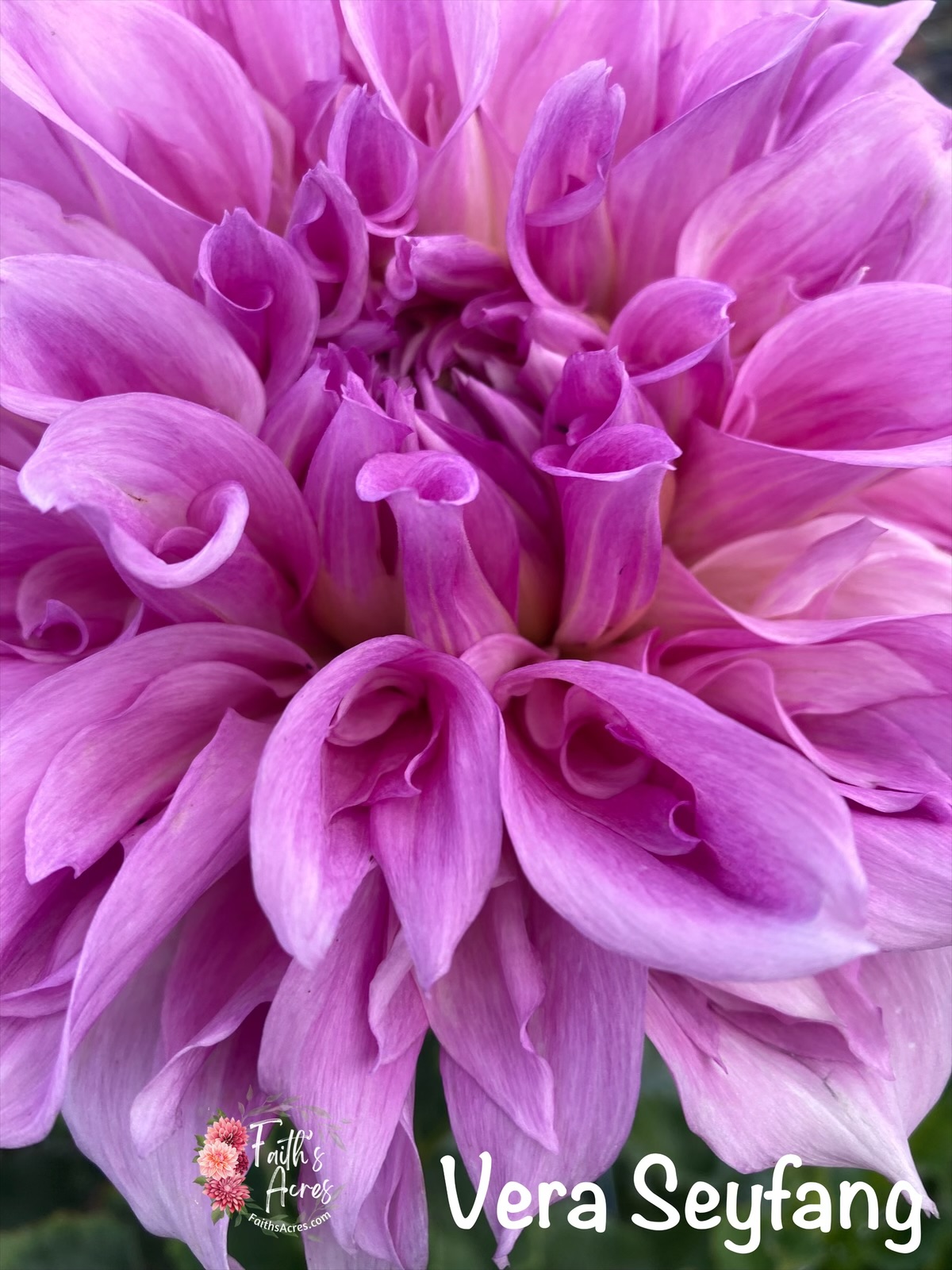 Vera Seyfang - Image 3