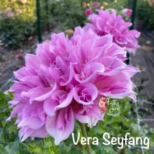 Vera Seyfang