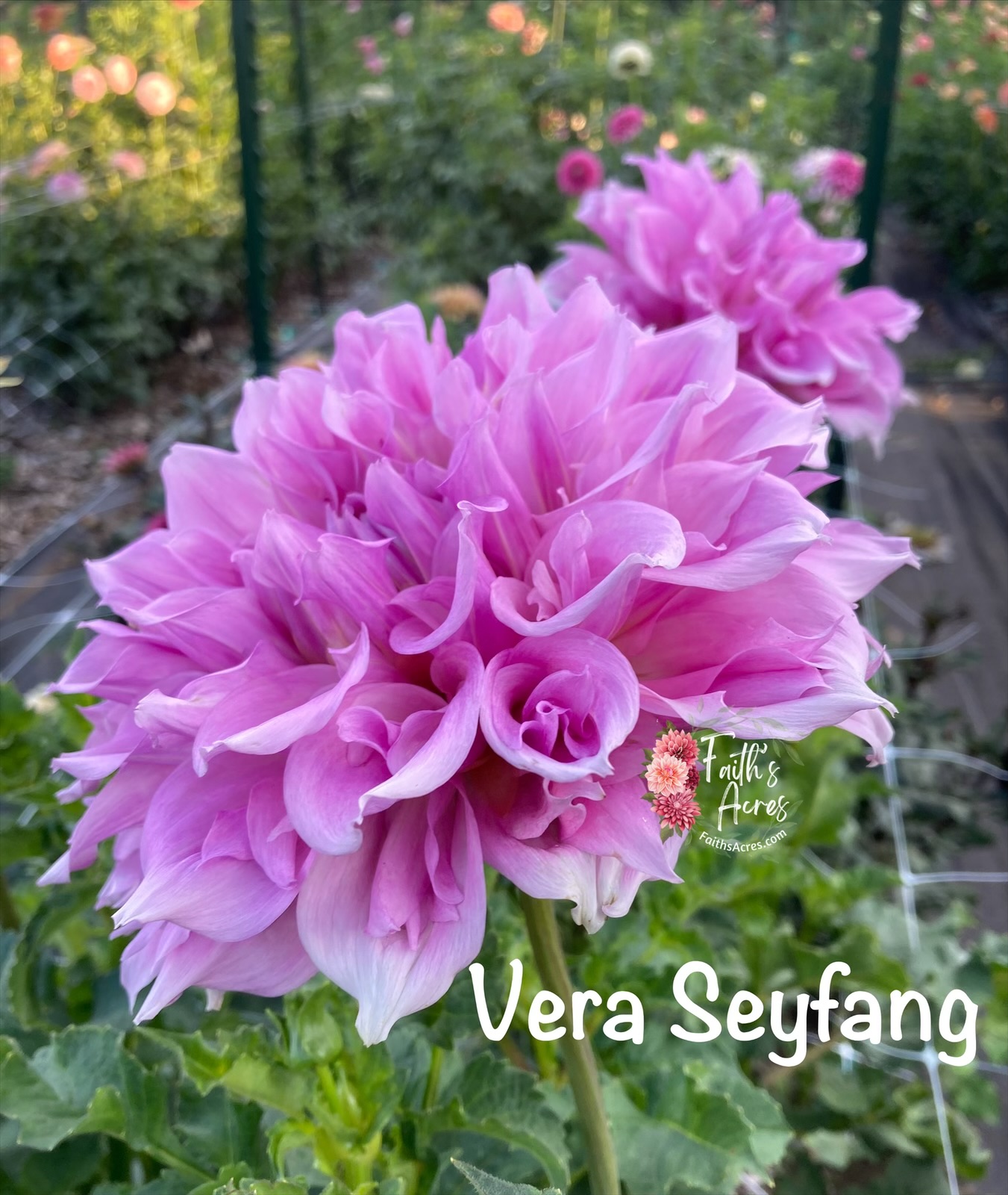 Vera Seyfang