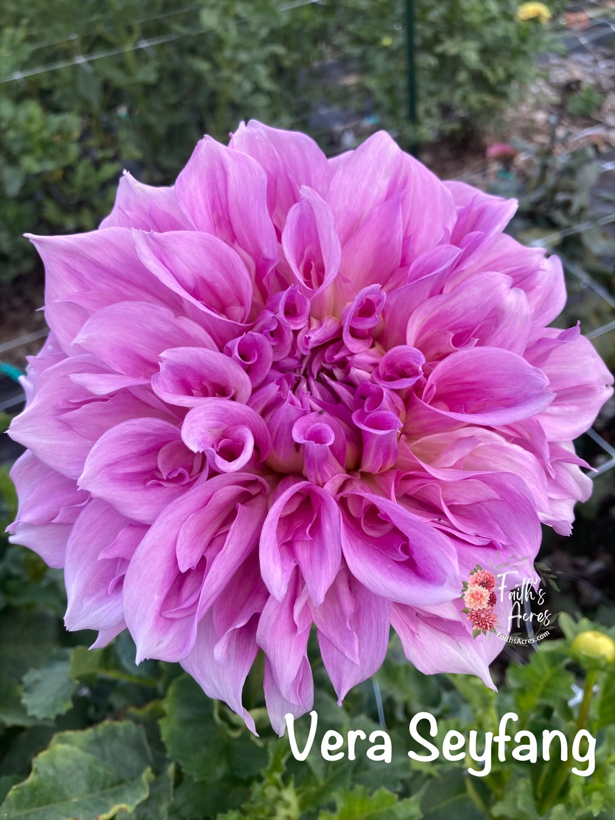 Vera Seyfang - Image 4