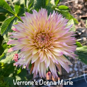 Verones Donna Marie